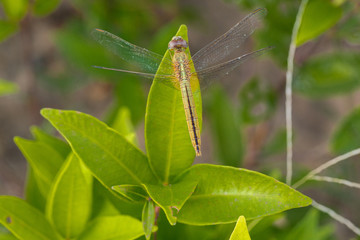 Dragonfly island green leaf