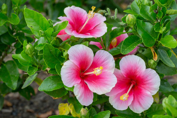 Hibiscus Pink