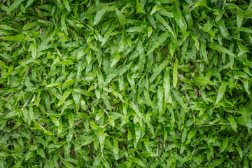 Green grass attractive