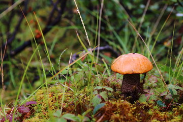 Amazing mushroom. Autumn landscape. Nature and health food