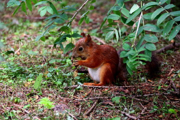 Squirrel eating in forest. Beauty animals