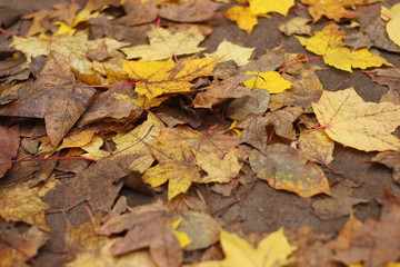 Naklejka na ściany i meble Leaves carpet. Autumn colors
