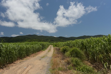 Fototapeta na wymiar 沖縄　久米島　緑まぶしい夏の晴天のサトウキビ畑