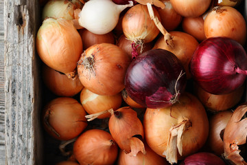 mix of ripe onions in crate