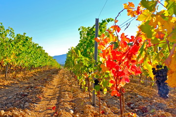 debut automne vignes