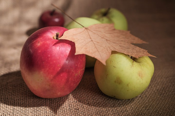 close up group of apples on burlap textured surface with dry brown autumn leaf on top
