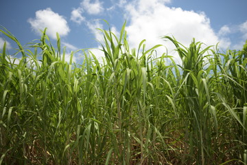 沖縄　久米島　緑まぶしい夏の晴天のサトウキビ畑