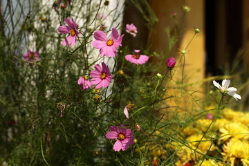 Pink Cosmos Flowers at sunrise