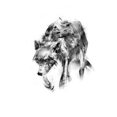 sketch drawing of a wolf on  white background © khius