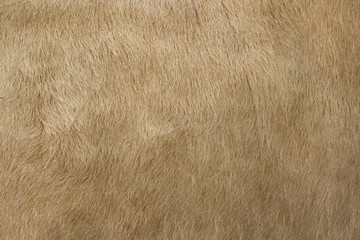 Detailed macro picture of cow skin. texture, background.
