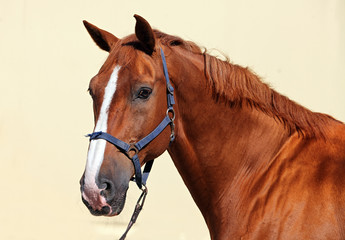 Portrait of race horse in high key