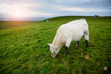 Fototapeta premium Irish cows bulls grazing