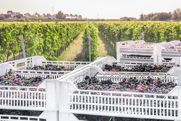 Grape harvest.
