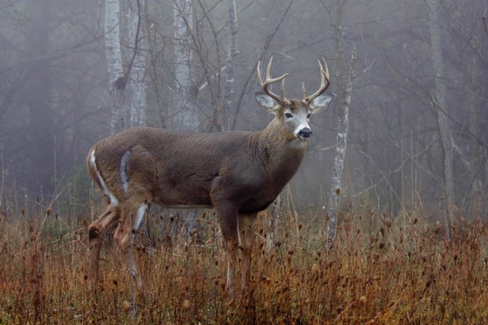 Fototapeta White-tailed deer buck with huge neck in the forest fog in Ottawa, Canada