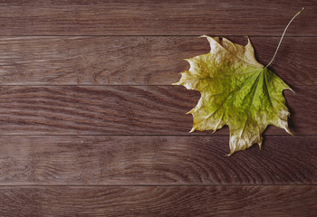 maple leaf green yellow color on the old wood background