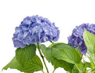 Hortensia violet isolé