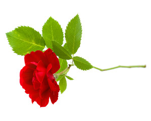 Red rose isolated