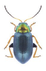 Beetle Crepidodera aurata on a white background