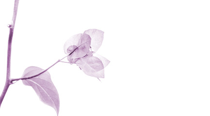 Beautiful light purple toned Bougainvillea flower isolated on white with copy space