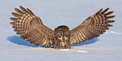 Obraz premium Great grey owl (Strix nebulosa) isolated on a white background hunting and catching its prey on a snow covered field in Canada