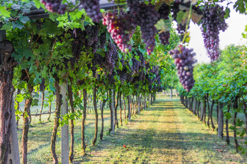 Bunches of ripe grapes before harvest.
