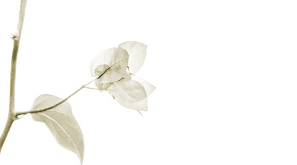 Beautiful light cream toned Bougainvillea flower isolated on white with copy space