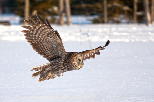 Great grey owl hunting over a snowy field