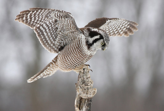 Northern Hawk Owl (Surnia ulula) landing on a stump in Canada