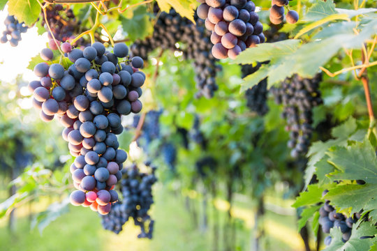 Bunches of ripe grapes before harvest.
