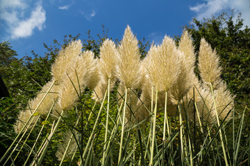 Pampas grass plant from below, looking up  golden in the morning sunlight.