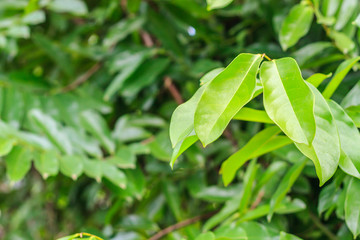 green leaf background