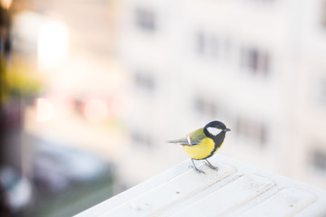 Fototapeta premium Beautiful tit bird in the city. Greater titmouse bird sitting by the window of city house in morning sunlight, urban landscape in the background.