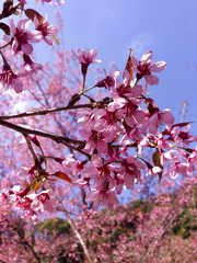 Sakura blossoming flowers spring tree. Sakura pink blossom. Sakura blossoming. Sakura background. Sakura tree. Sakura flower detail. Sakura blooming flowers. Blossoming sakura. Blossom sakura branch