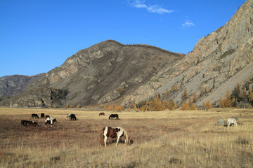 Herd of horses on a pasture in mountains