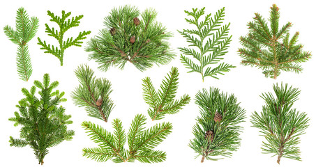 Set of coniferous tree branches. Spruce pine thuja fir cone