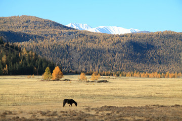 Lonely black horse on a pasture in mountains