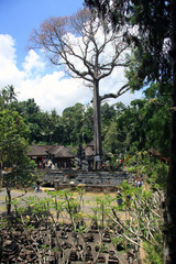 Fototapeta premium Balinese elephant cave in ubud