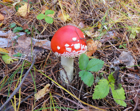 Bright red amanita among fallen leaves and grass