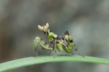 Preying Mantis in Southeast Asia.