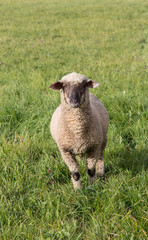 Schaf