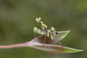 Preying Mantis in Southeast Asia.