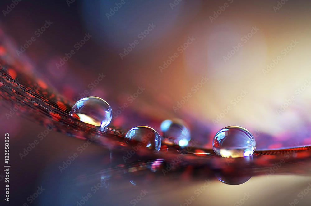 Poster Beautiful drops close-up on a feather with a beautiful background and reflection. Beautiful original artistic image macro.