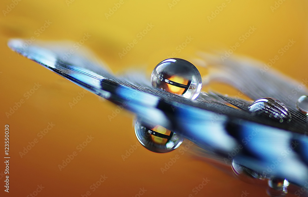Poster Beautiful drops close-up on a feather with a beautiful background and reflection. The eyes of the dragon. Beautiful original artistic image macro.