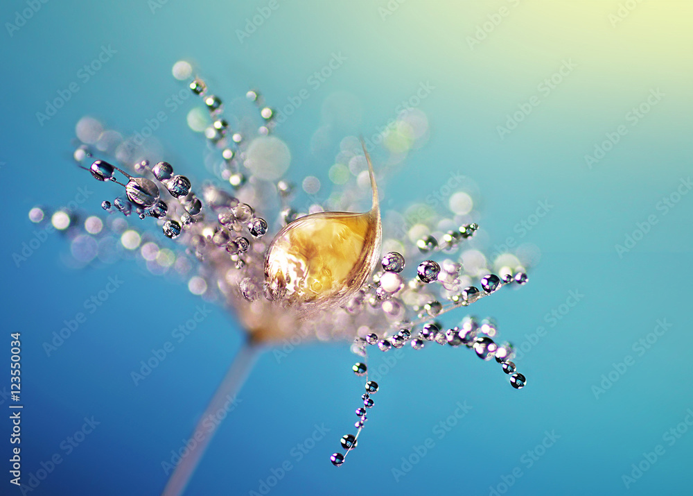 Aufkleber beautiful dew drops on a dandelion seed macro. beautiful blue background. large golden dew drops on 