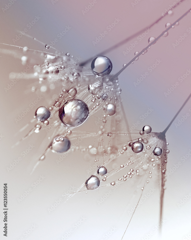 Poster beautiful dew drops on a dandelion seed macro. beautiful blue background. large golden dew drops on 