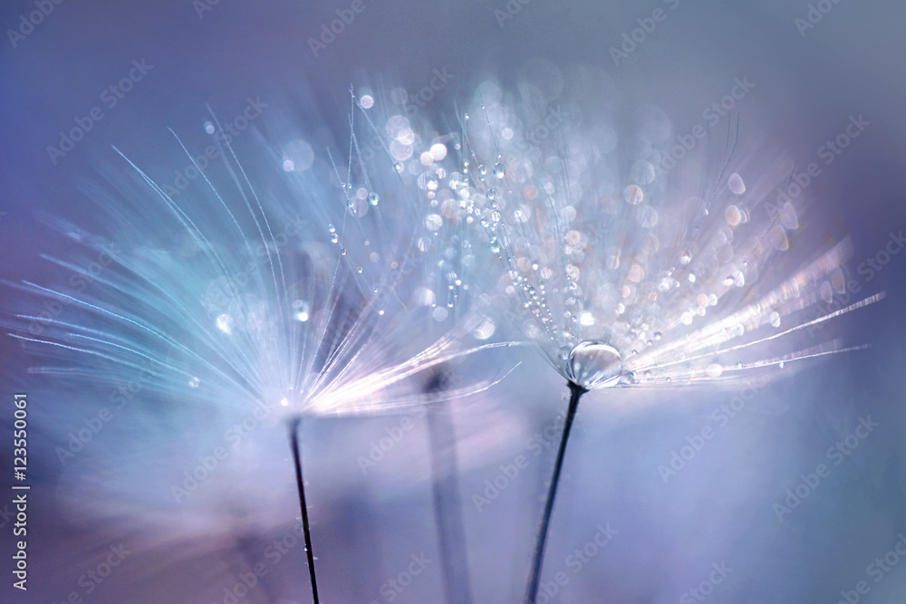 Wall mural beautiful dew drops on a dandelion seed macro. beautiful blue background. large golden dew drops on 