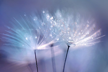 Beautiful dew drops on a dandelion seed macro.  Beautiful blue background. Large golden dew drops on a parachute dandelion. Soft dreamy tender artistic image form. - obrazy, fototapety, plakaty