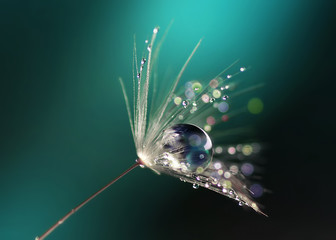 Beautiful dew drops on a dandelion seed macro.  Beautiful blue background. Large golden dew drops on a parachute dandelion. Soft dreamy tender artistic image form. - obrazy, fototapety, plakaty