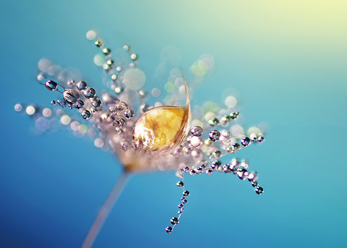 Fototapeta Beautiful dew drops on a dandelion seed macro.  Beautiful blue background. Large golden dew drops on a parachute dandelion. Soft dreamy tender artistic image form.
