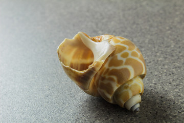 various natural sea shell on a light gray background